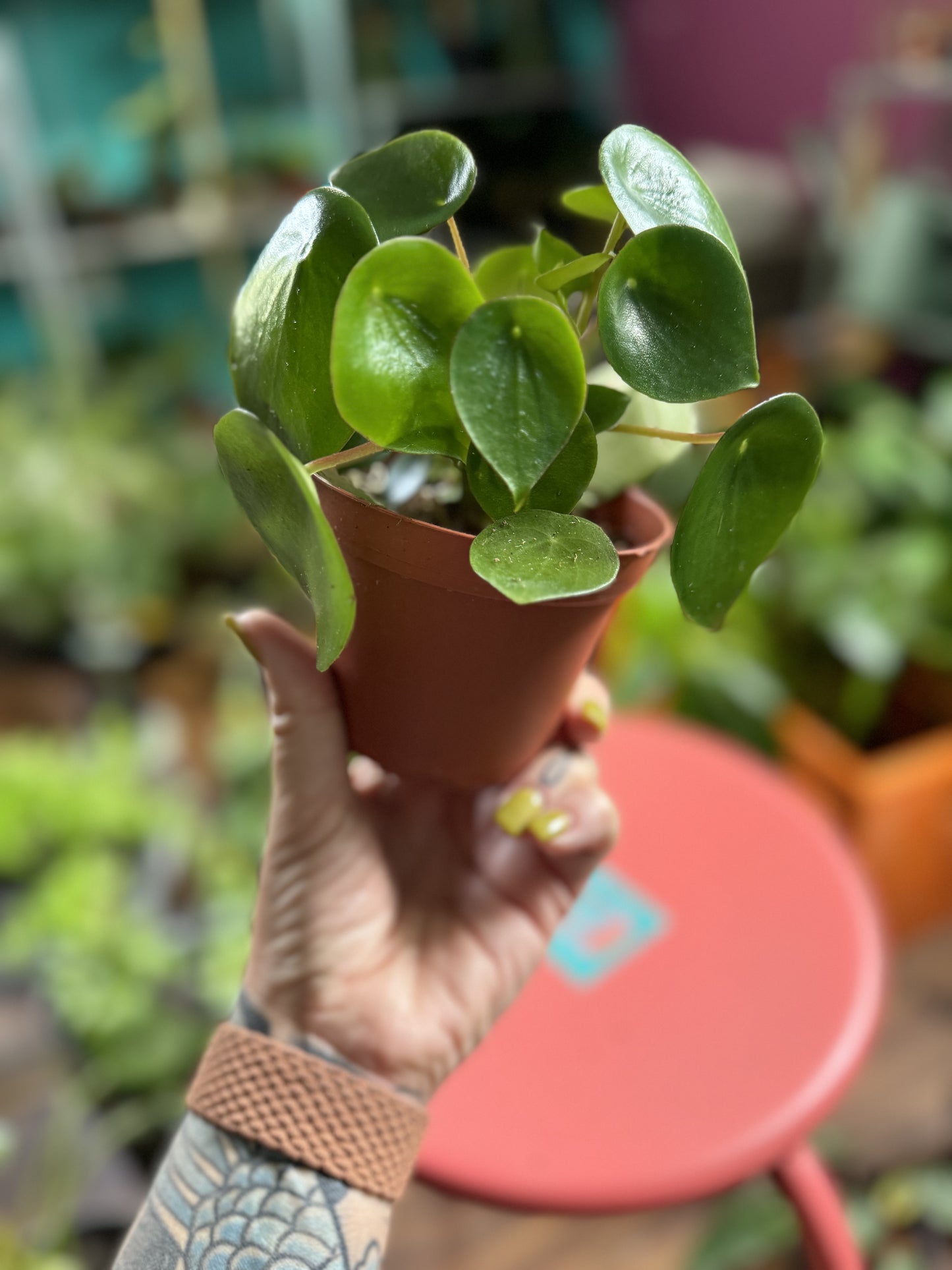 Peperomia Raindrop