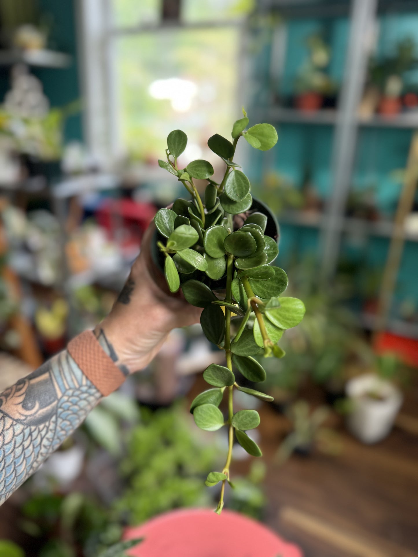 Peperomia Hope