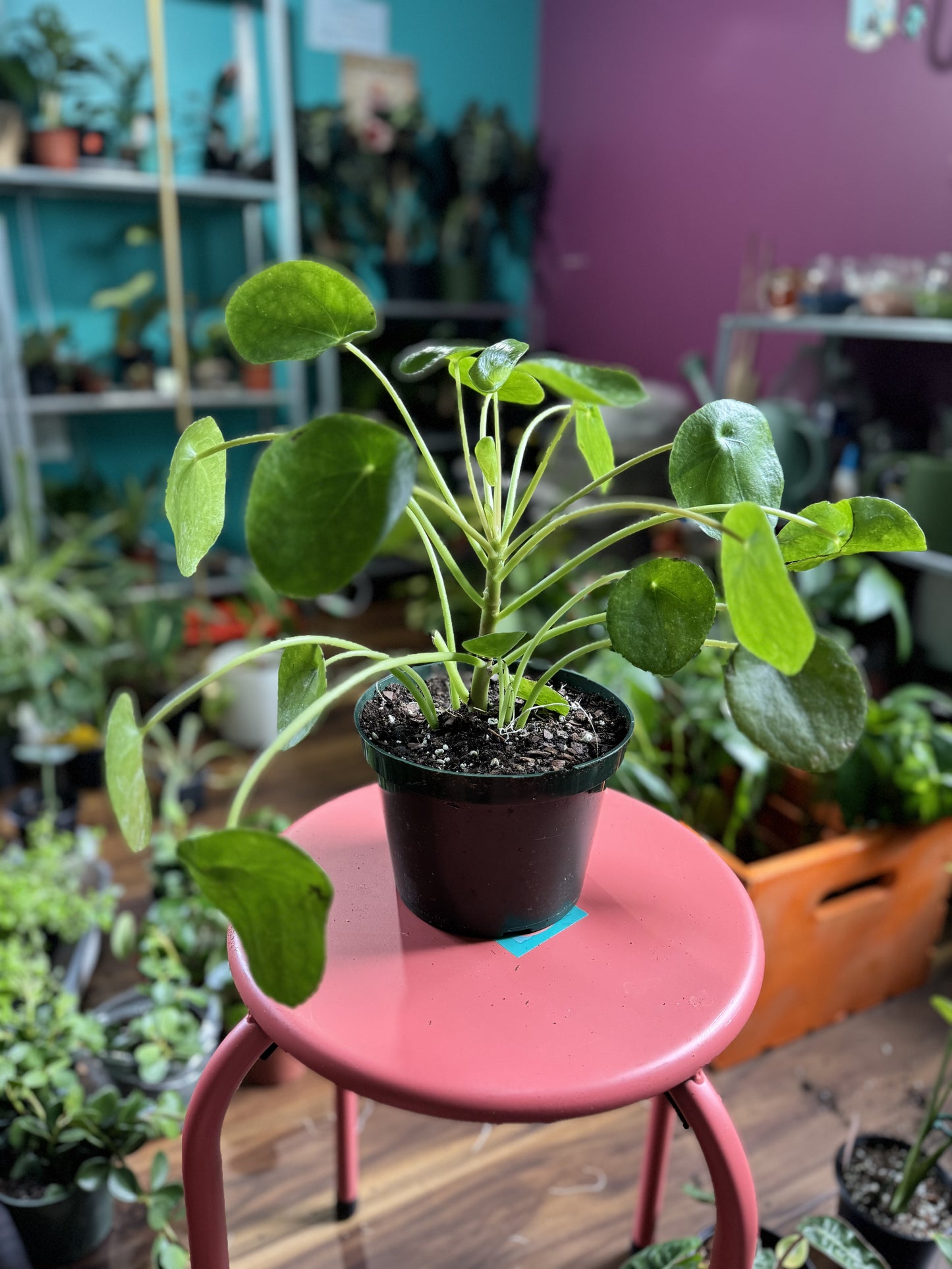 Pilea Peperomiodes (Chinese money plant)