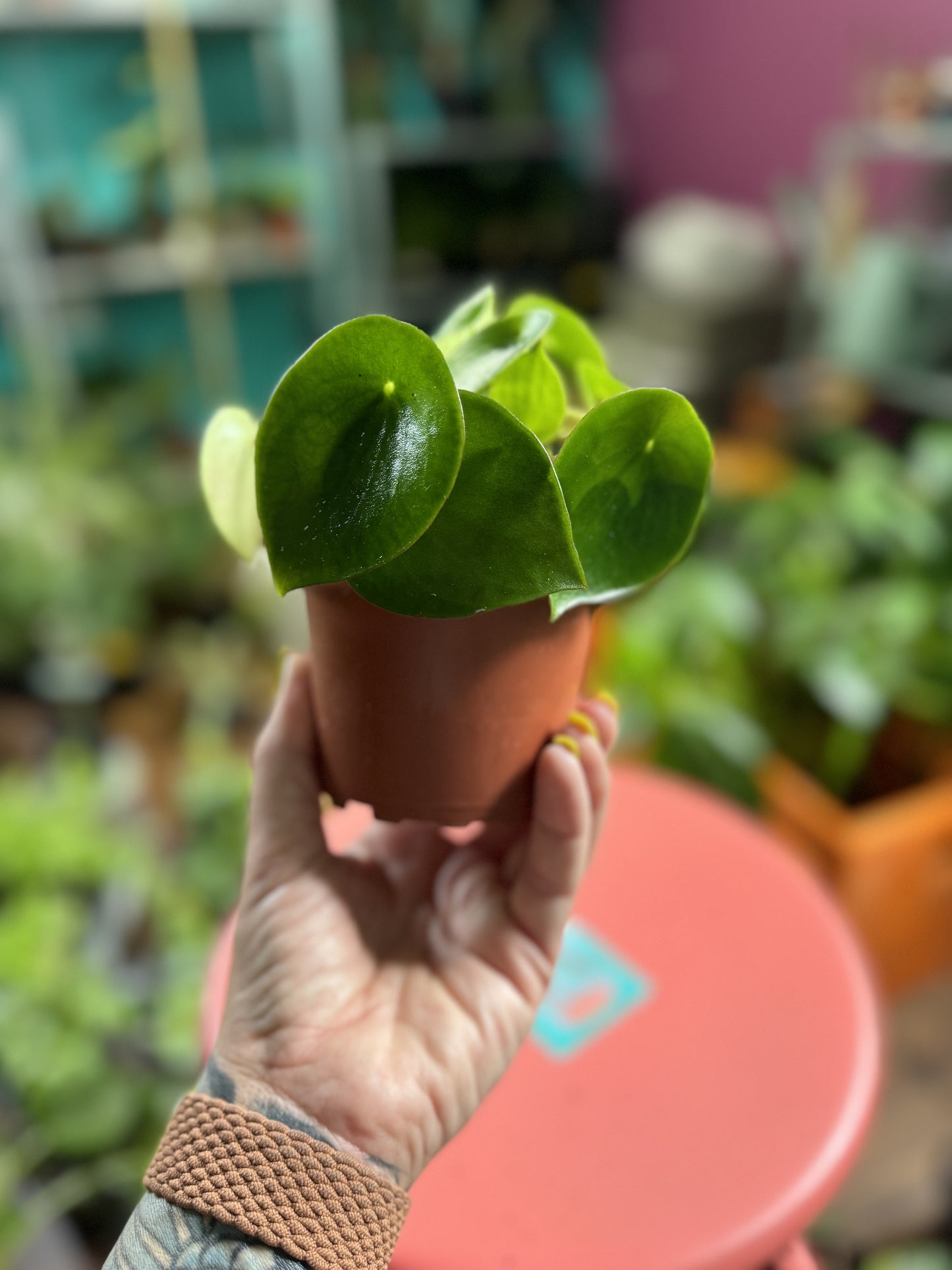 Peperomia Raindrop