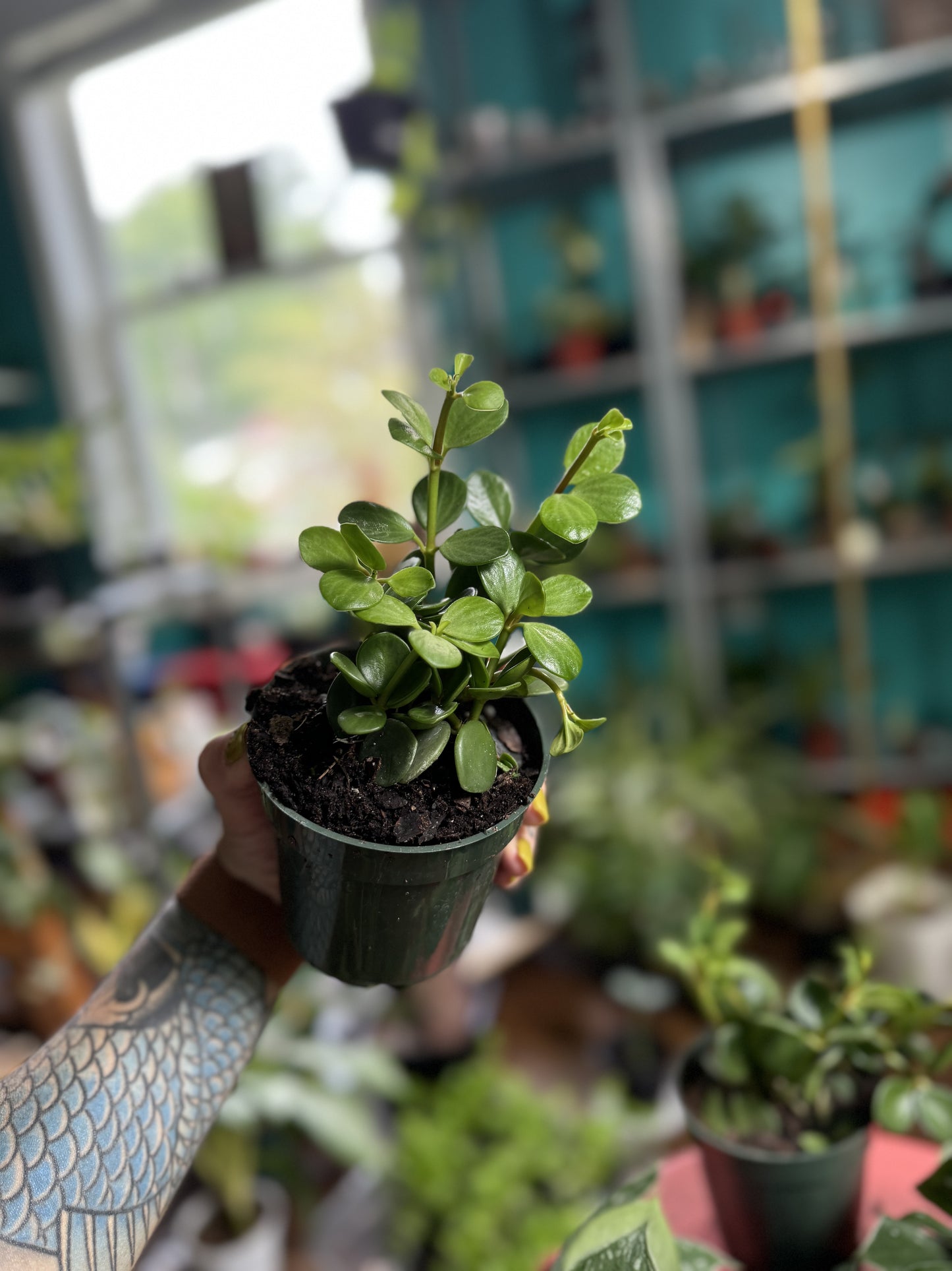 Peperomia Hope