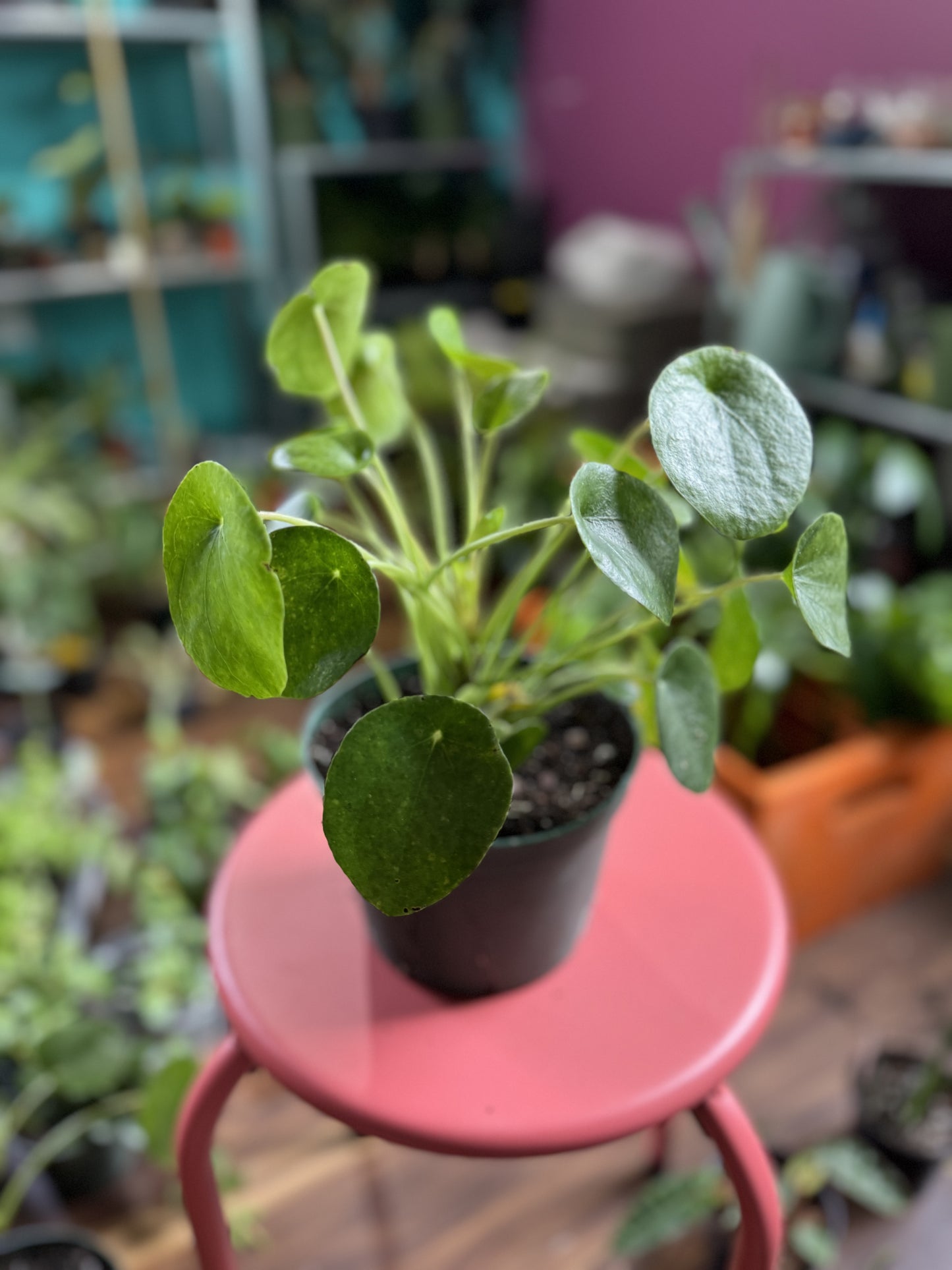 Pilea Peperomiodes (Chinese money plant)