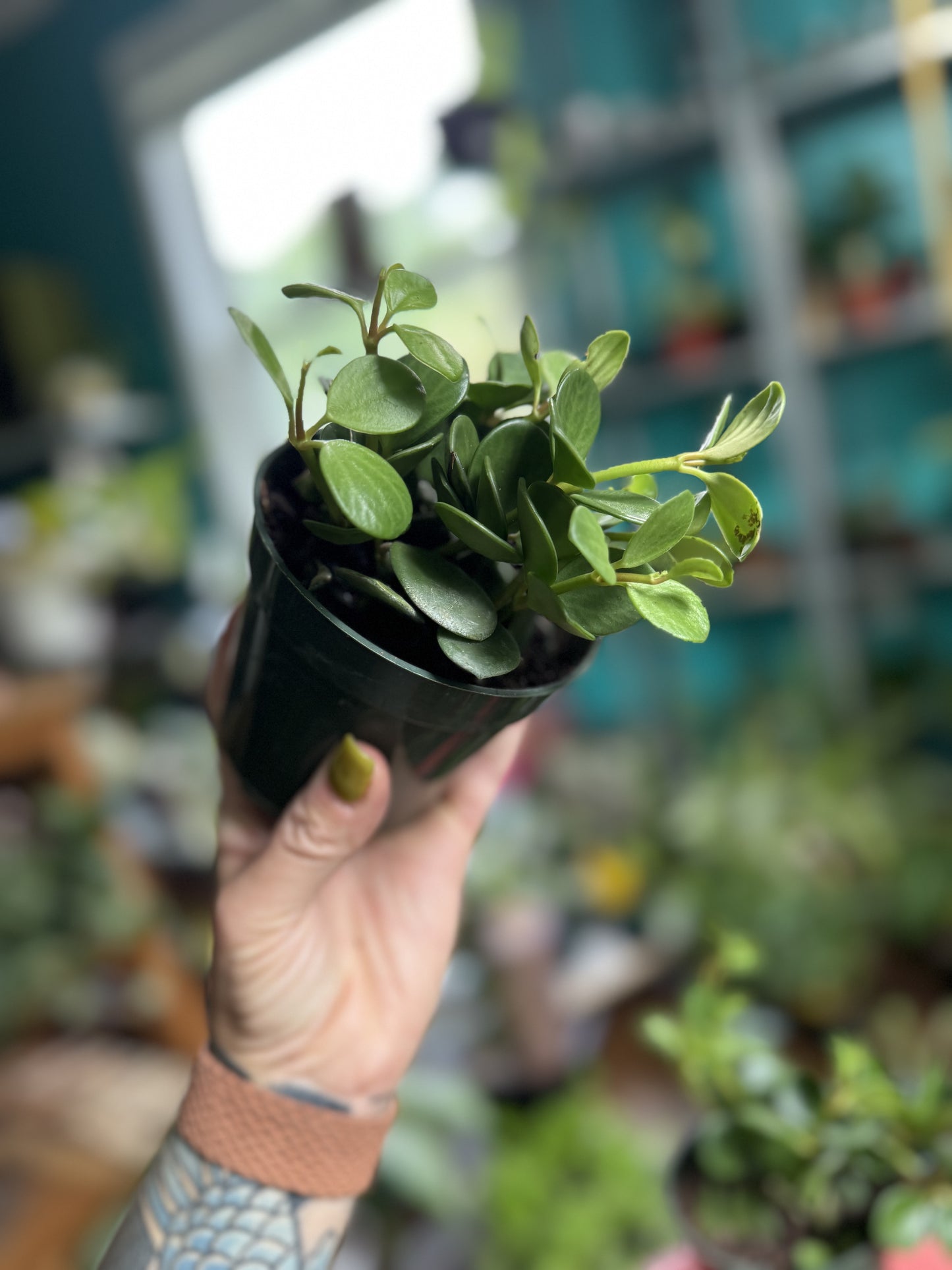 Peperomia Hope