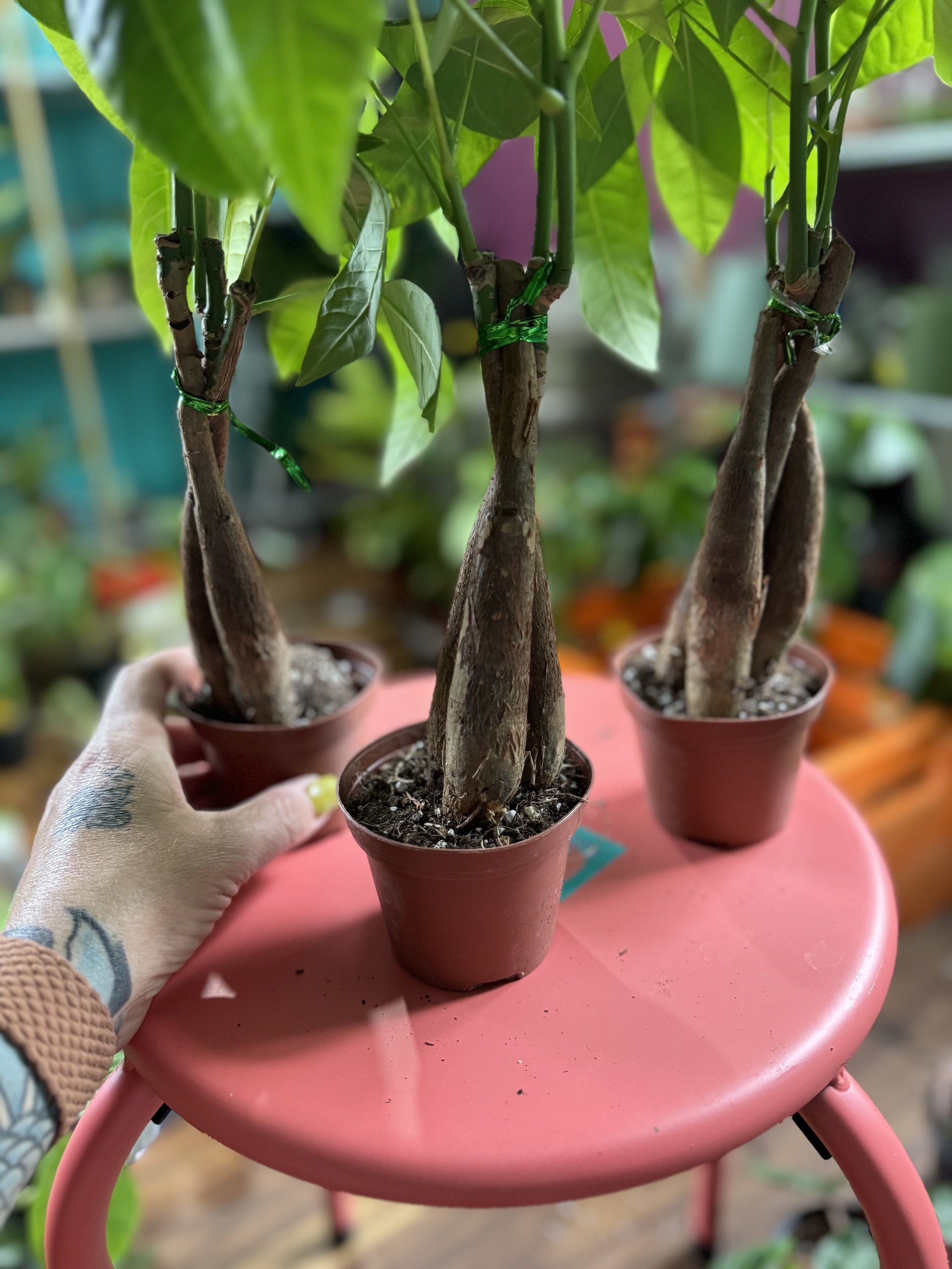 money tree full size Money Tree (Pachira Braid) – Plantify