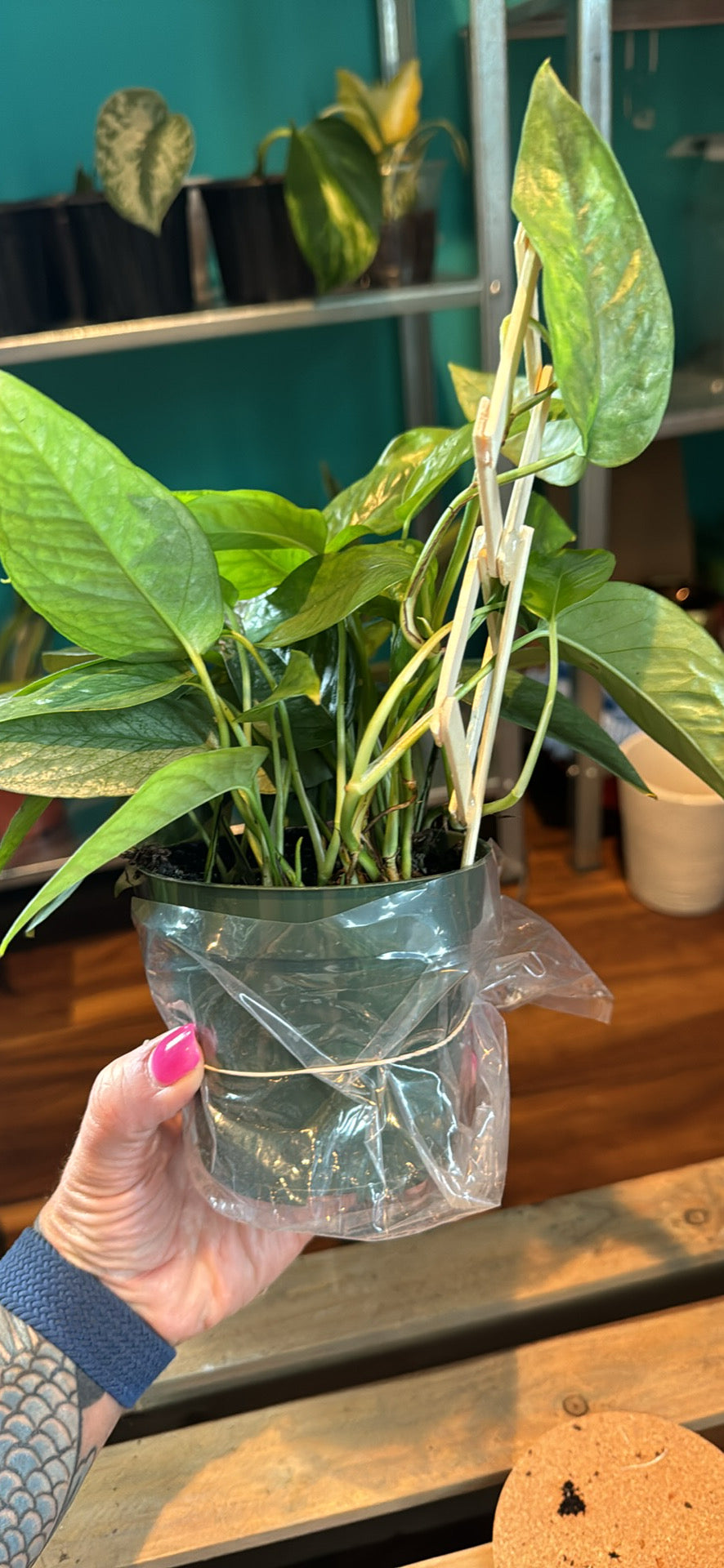 Cebu blue pothos