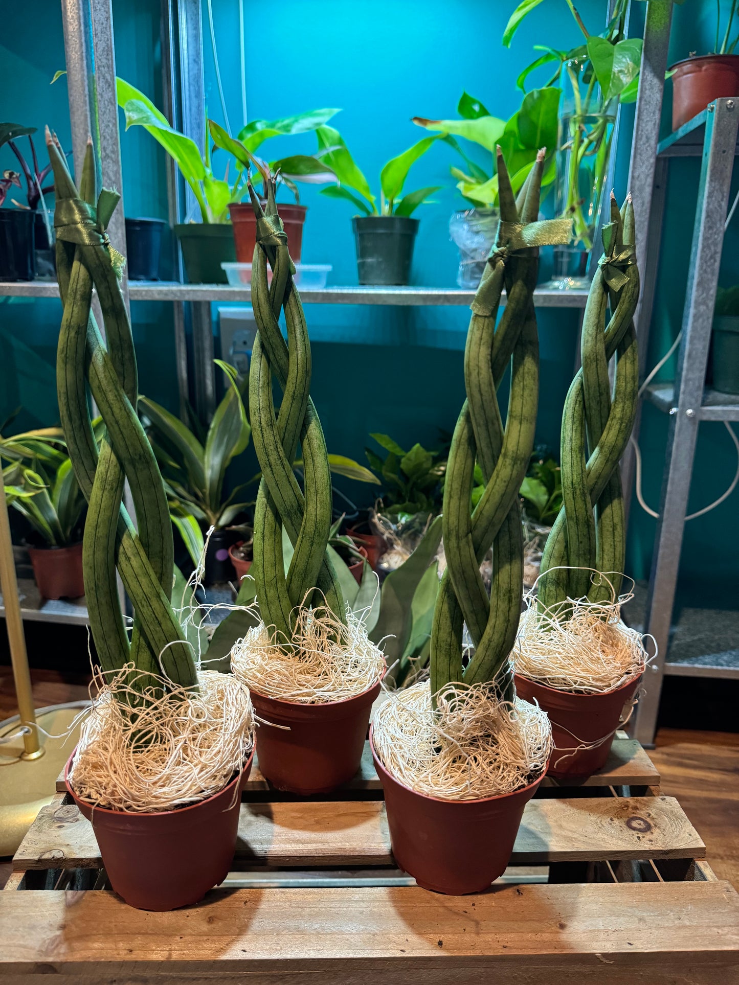 Braided snake plant