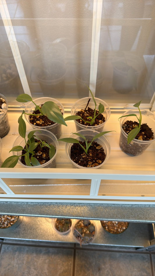 Silver sword philodendron baby