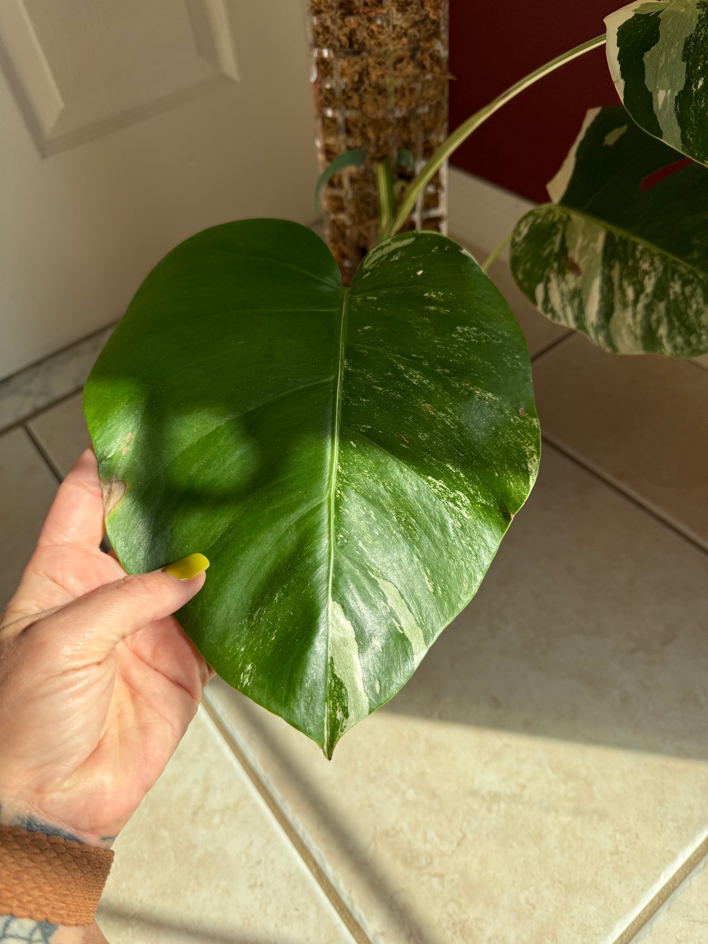 Monstera Albo