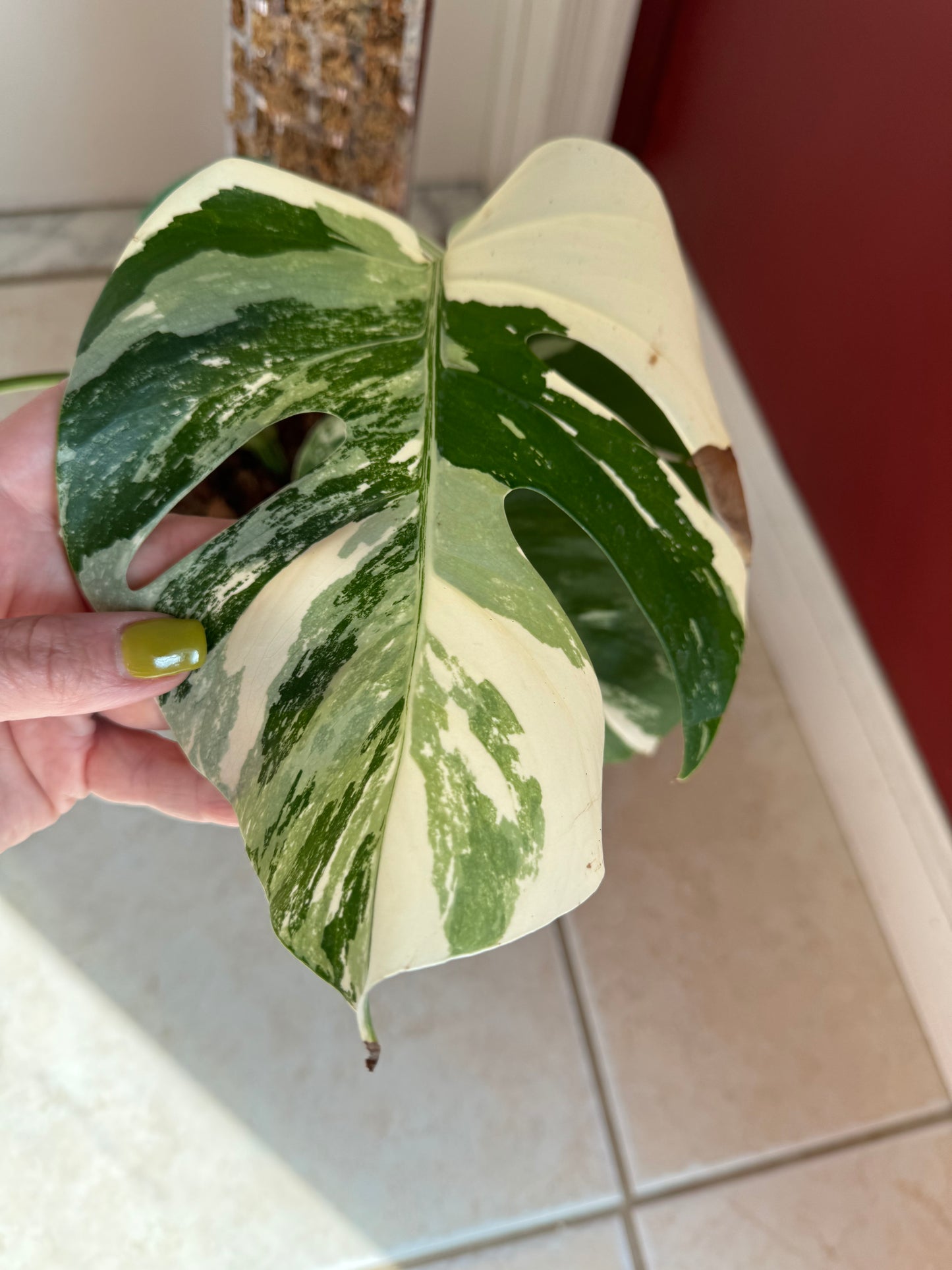 Monstera Albo