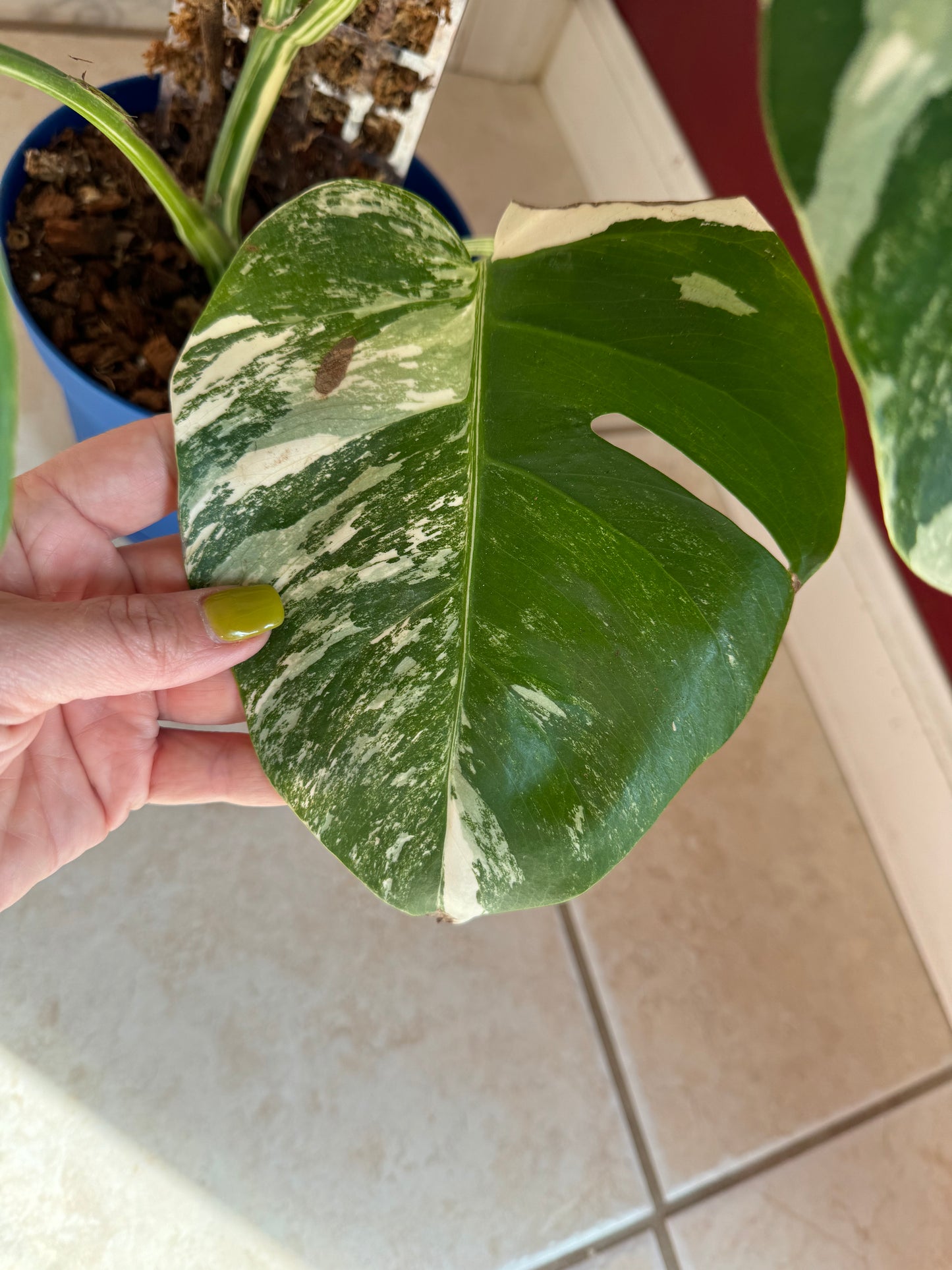 Monstera Albo