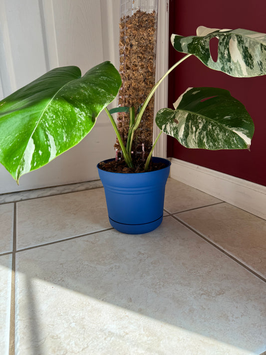 Monstera Albo