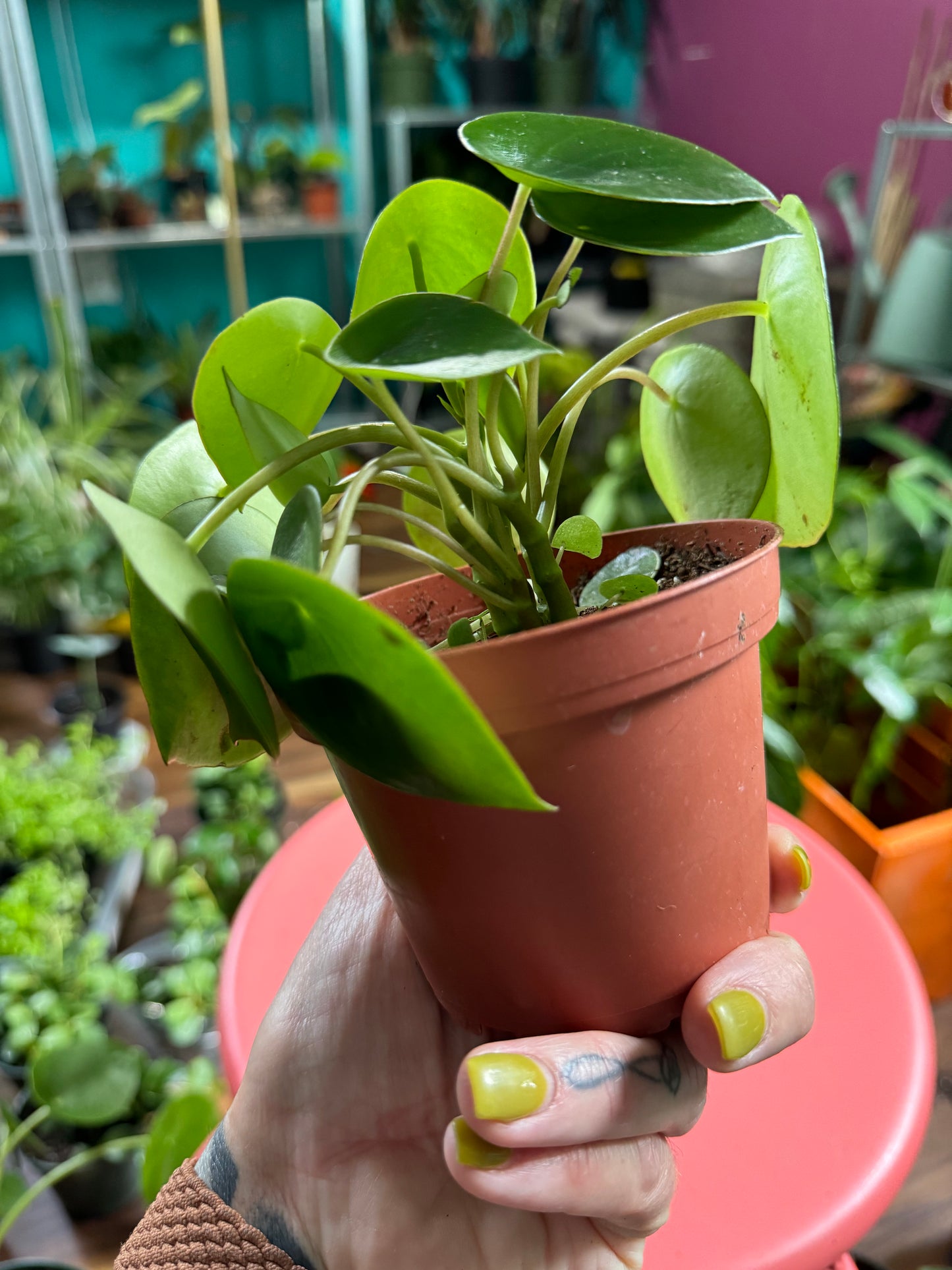 Peperomia Raindrop