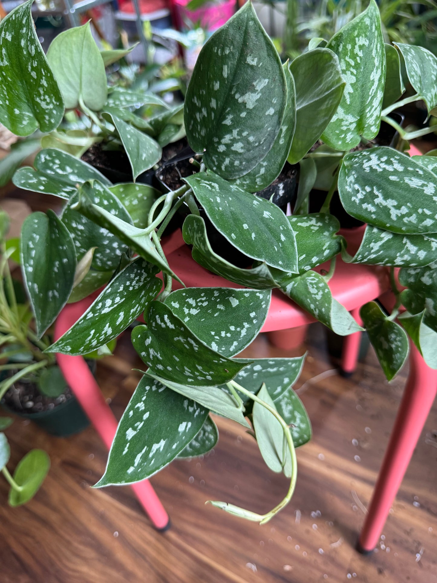 Satin Pothos