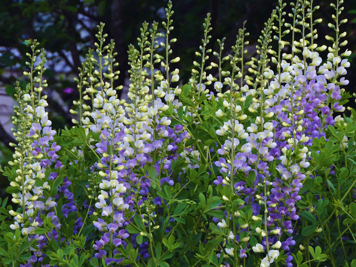 10/15/38 Baptisia Lunar Eclipse False Indigo Landscape Plant: 10 Baptisia 'Lunar Eclipse'