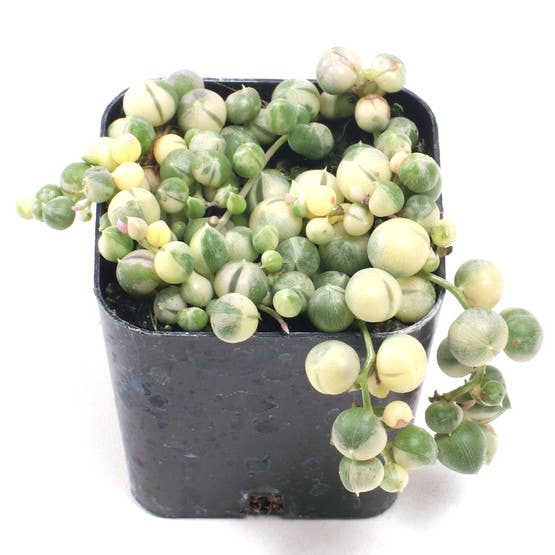 Créme De La Créme Premium Succulent Set of 4 - 2in Pots