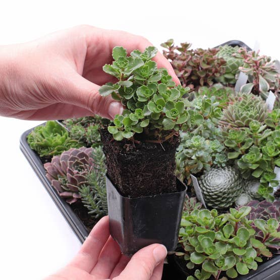 Hardy Outdoor Succulents 2" Pots