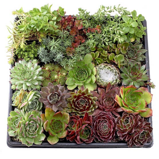 Hardy Outdoor Succulents 2" Pots