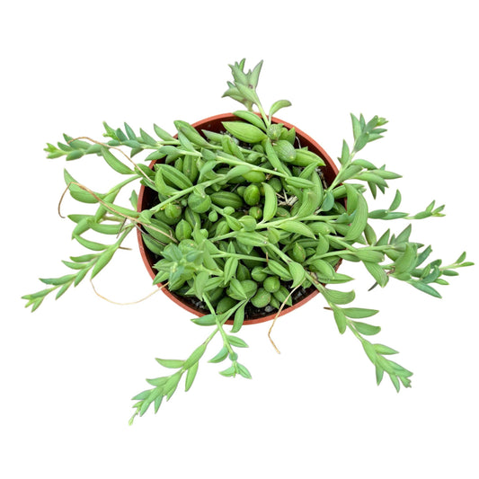 String of Bananas: 2 inch