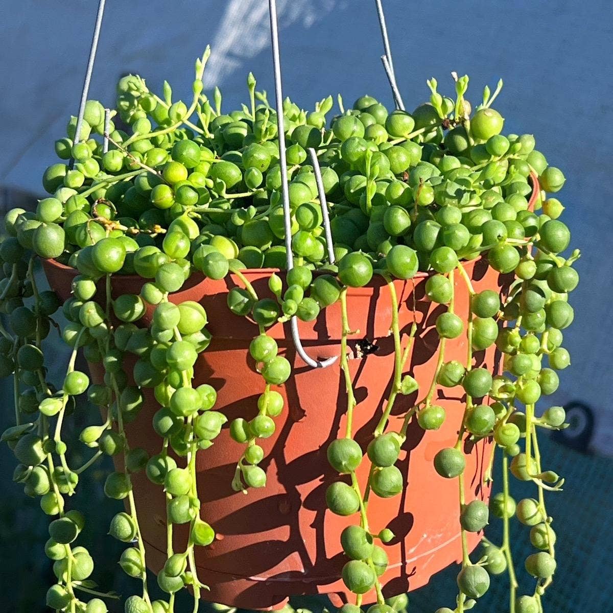 String of Pearls 6" pot