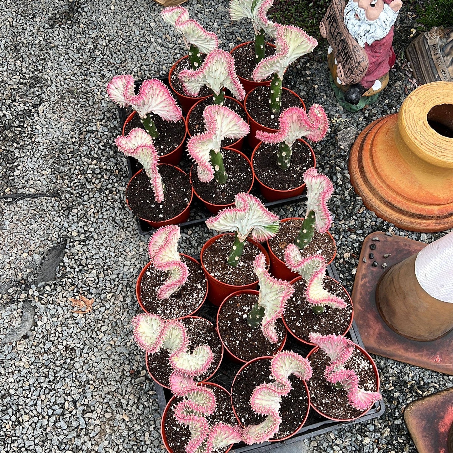 Pink Mermaid Tail Cactus ( Euphorbia Lactea "Cristata")Plant