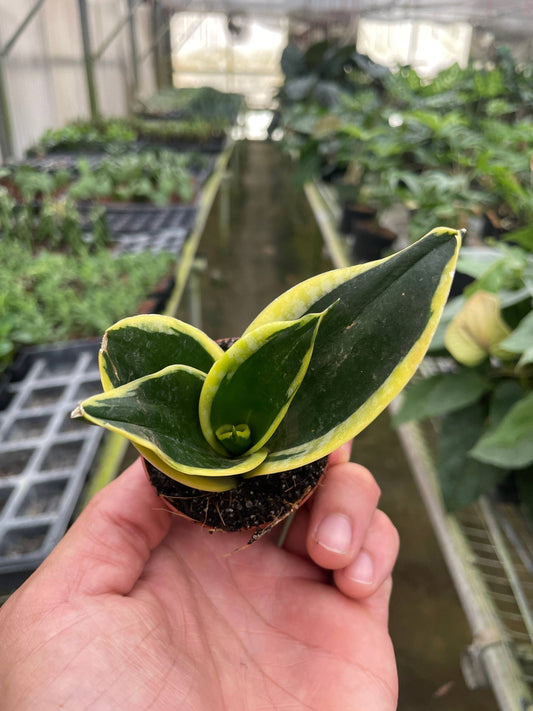 Snake Plant Black Gold - 2" Pot