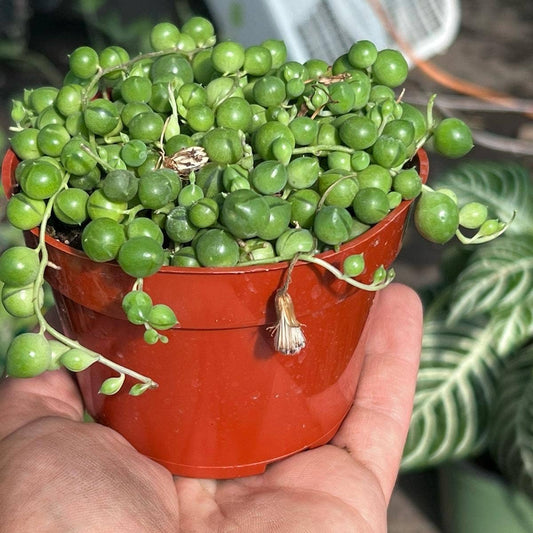 String of Pearls 4  inch pot