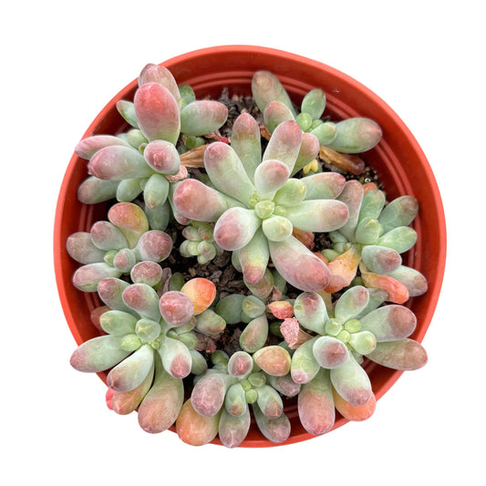 Sedum Pachyphyllum | Blue Jelly Beans: