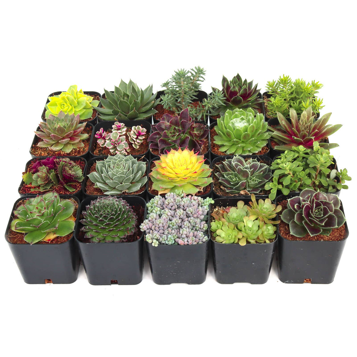 Hardy Outdoor Succulents 2" Pots