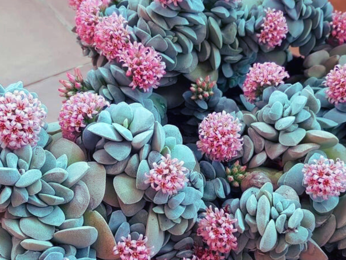 10/15/30 Perennial Sedum 'Blue Elf' Stonecrop Bulk Plants: 10 Sedum 'Blue Elf'