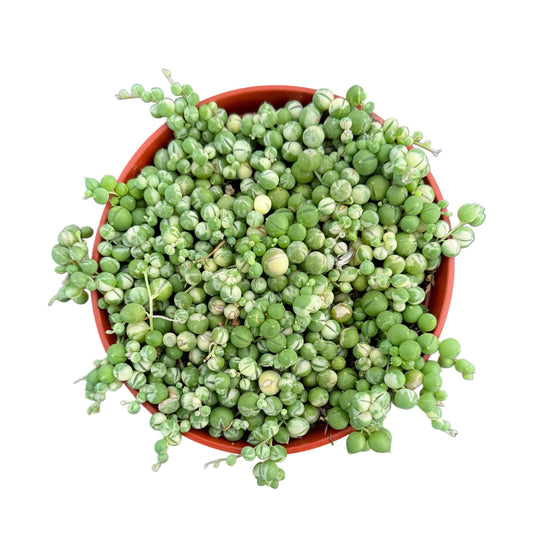 Variegated String of Pearls: