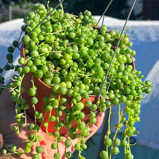 String of Pearls 6" pot