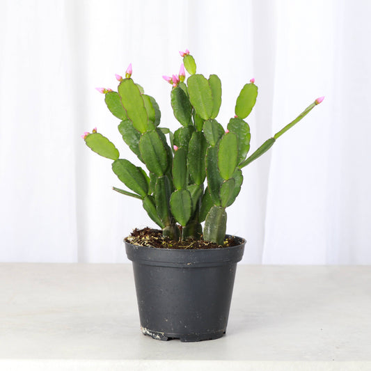 Easter Cactus