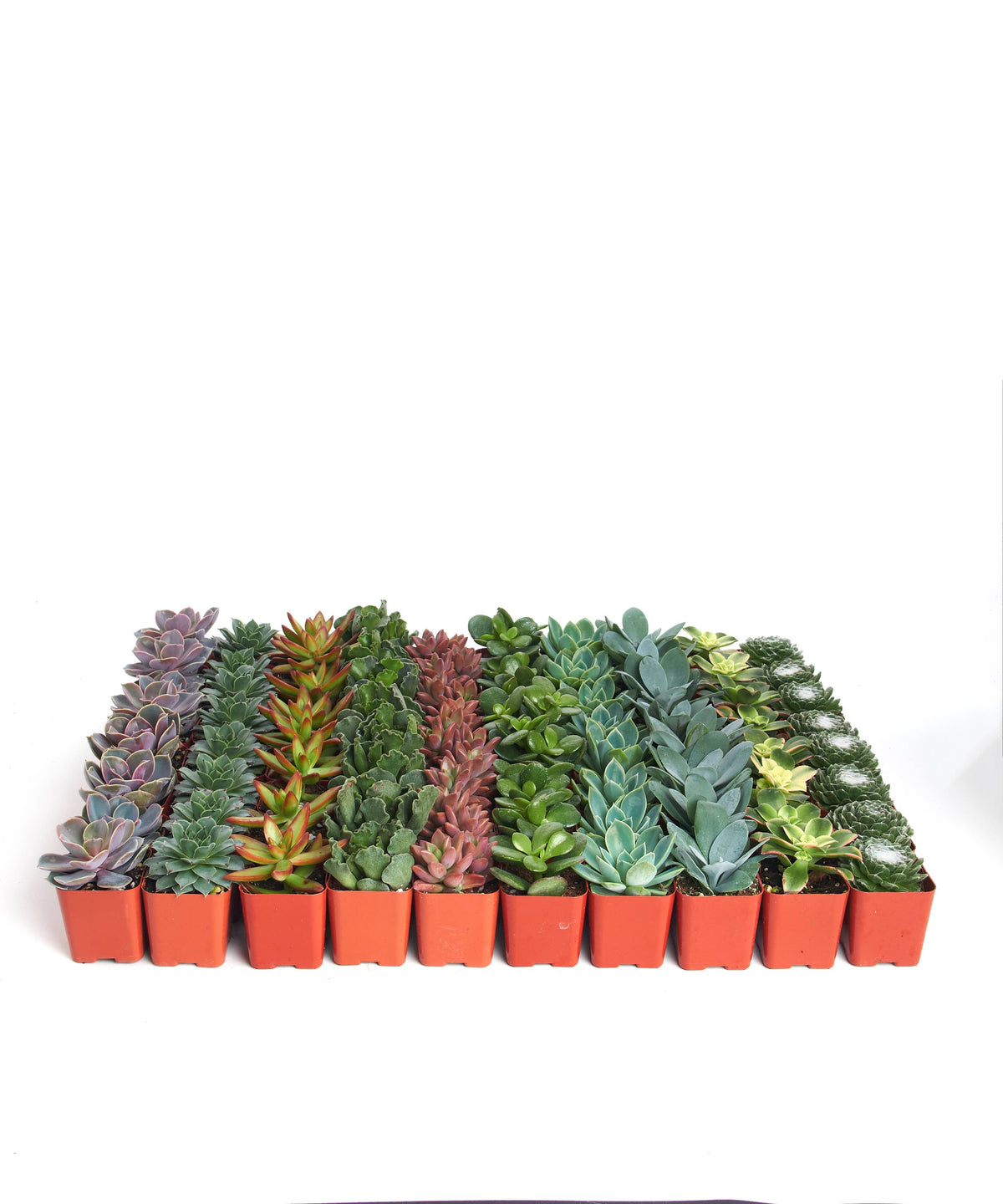 Assorted Succulent in 2" Pots: