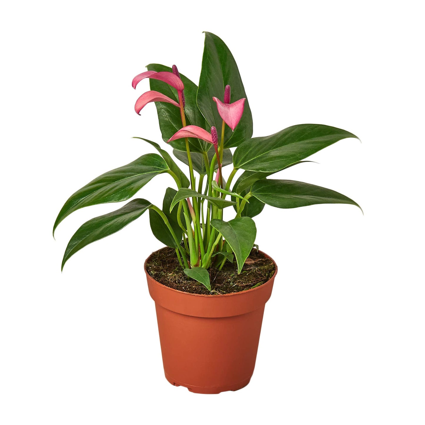 ANTHURIUM PURPLE