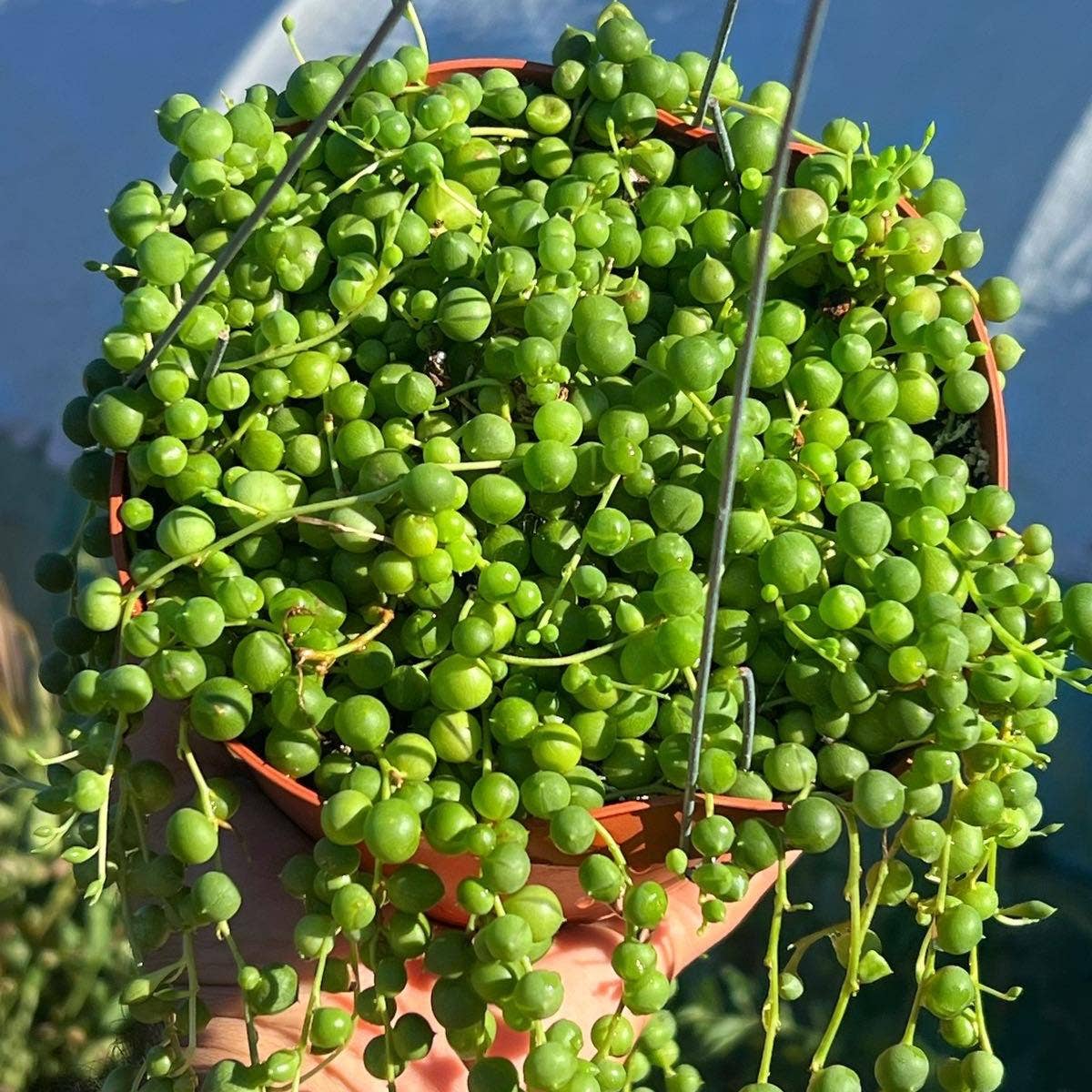String of Pearls 6" pot