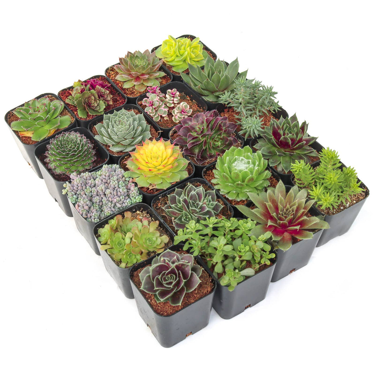 Hardy Outdoor Succulents 2" Pots