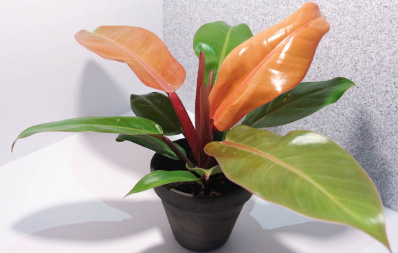 Philodendron Prince of Orange . 2-3 inch starter plant.: Yes. 3 inch pots.