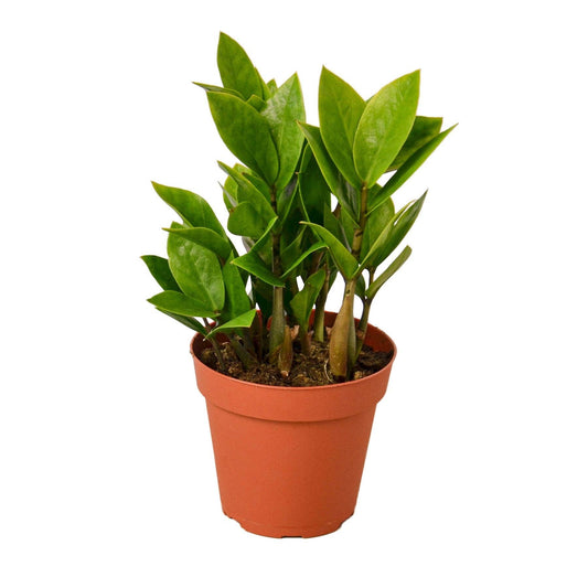 ZAMIOCULCAS ZAMIIFOLIA  3-inch