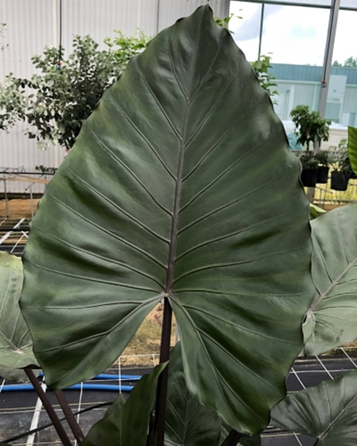 Alocasia Metalhead starter: Yes. Please pot in 3 inch pots.