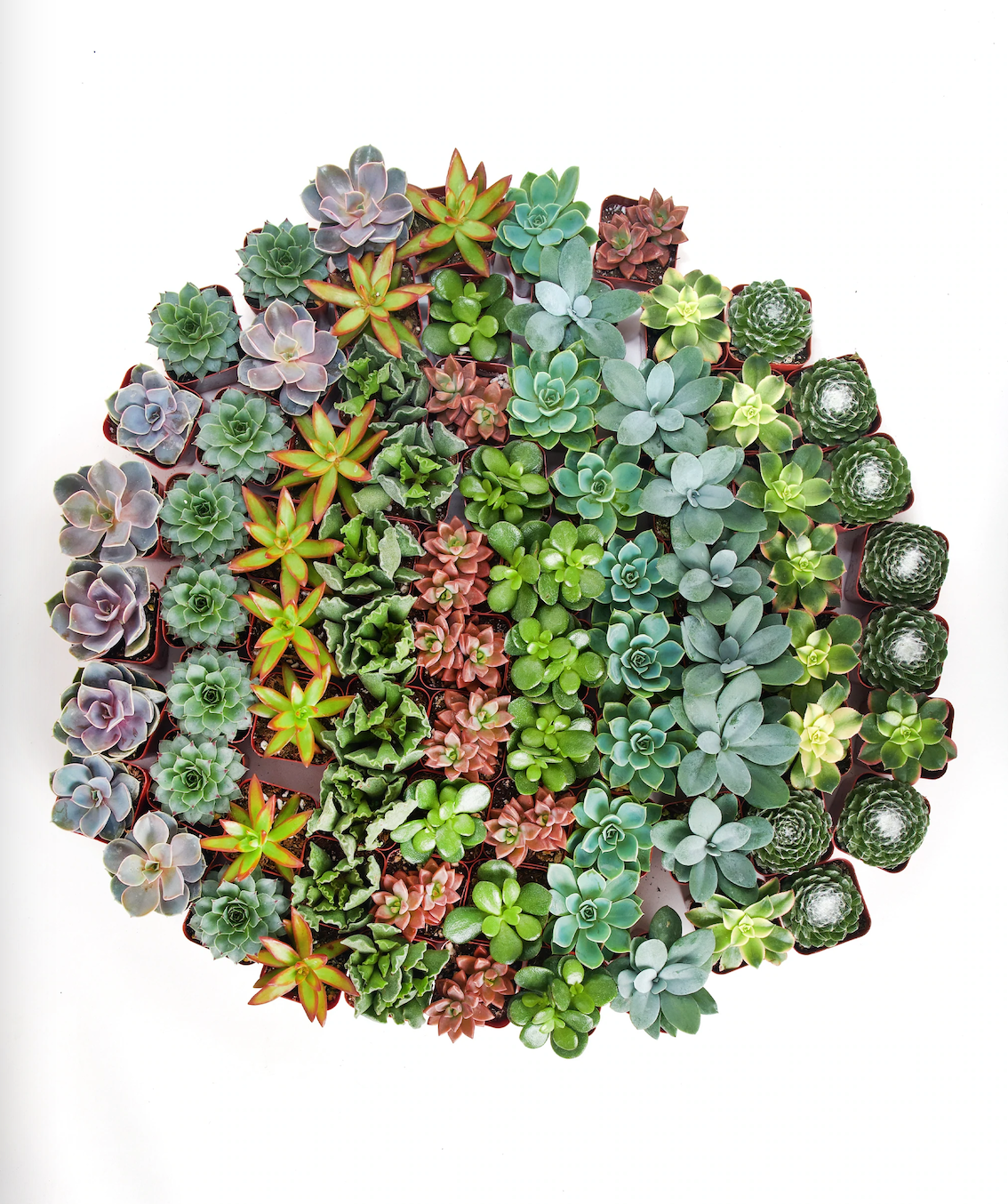 Assorted Succulent in 2" Pots: