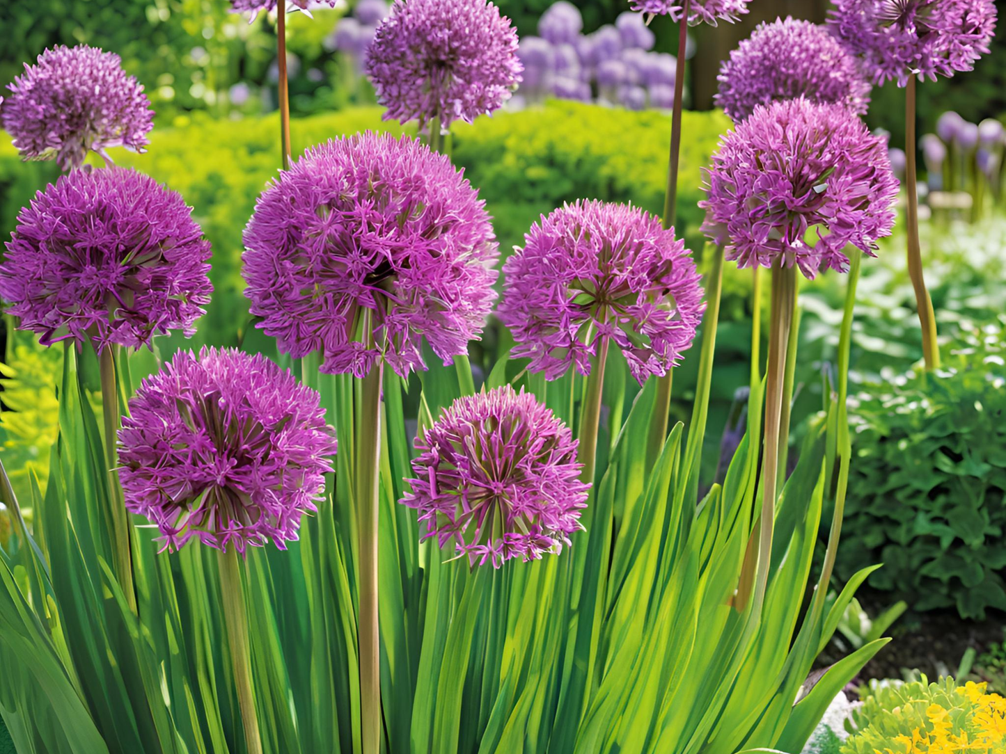 10/15/30/50 Allium Windy City Bulk Perennial Plants Herbs: 10 Allium 'Windy City'