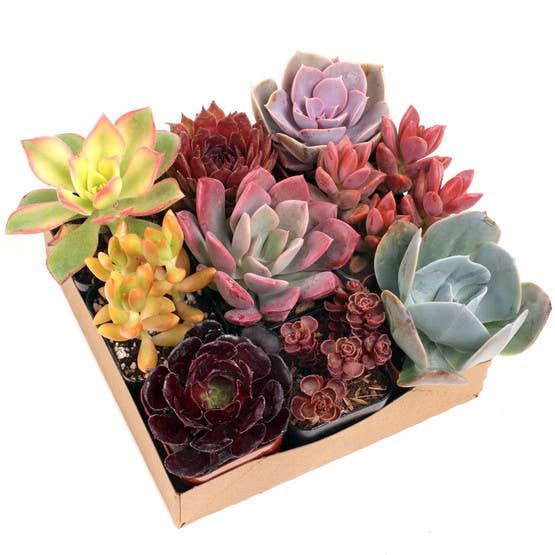 MCG Nuthin' But Color™ Succulent Set of 9 - 2in Pots w/ ID