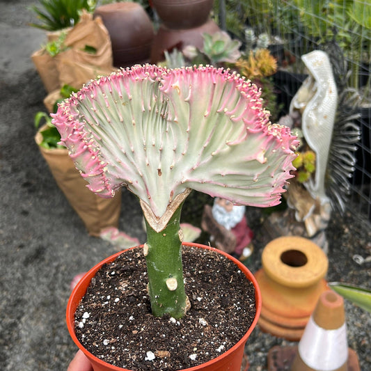 Pink Mermaid Tail Cactus ( Euphorbia Lactea "Cristata")Plant