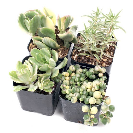 Créme De La Créme Premium Succulent Set of 4 - 2in Pots