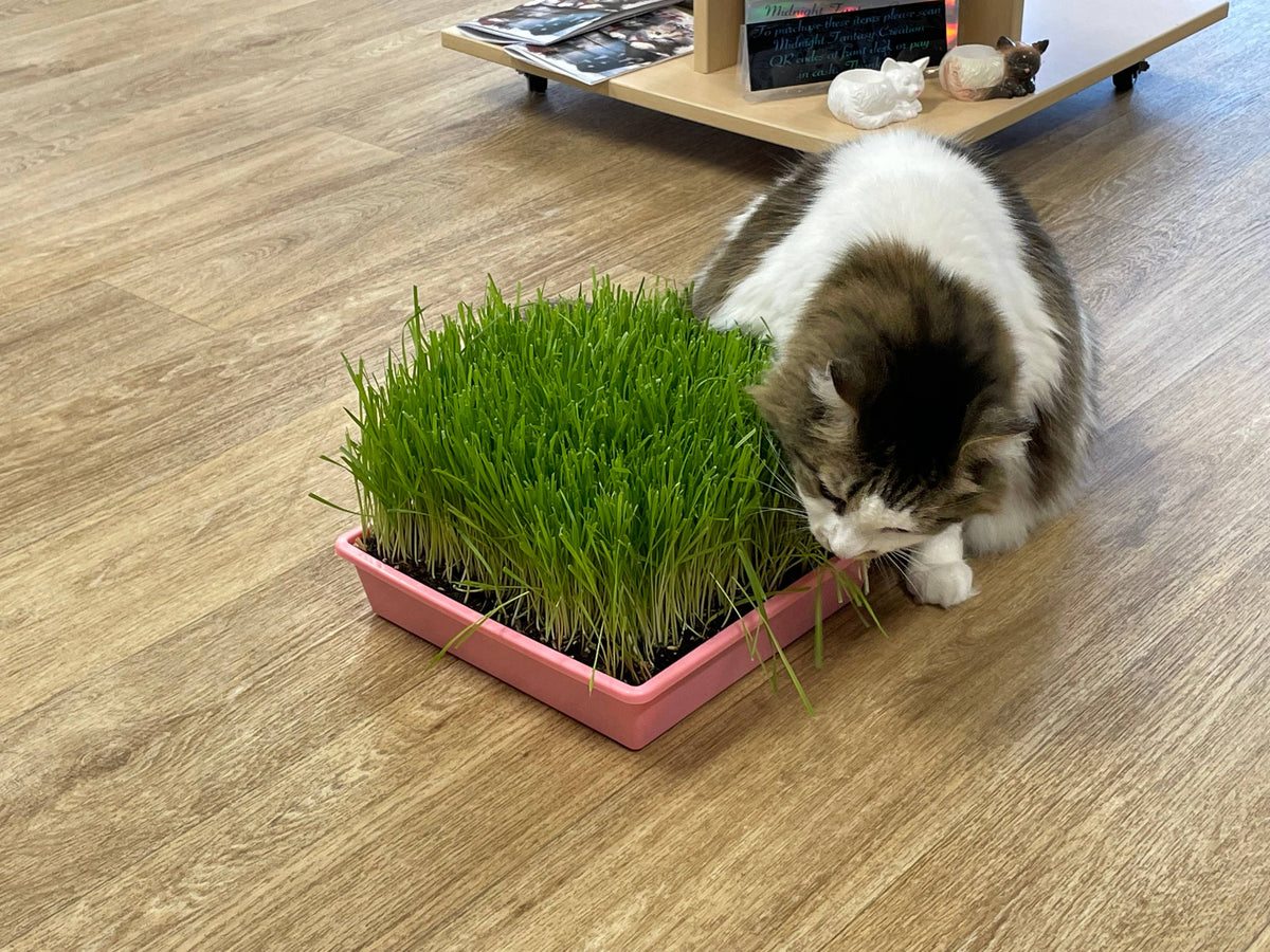 Cat Grass Tray Refill Pack w/ organic seeds and soil