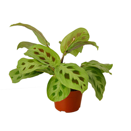 MARANTA LEUCONEURA