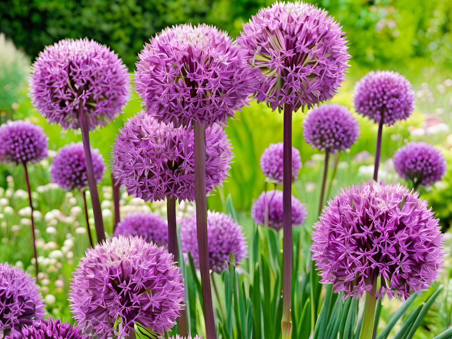 10/15/30/50 Allium Windy City Bulk Perennial Plants Herbs: 10 Allium 'Windy City'