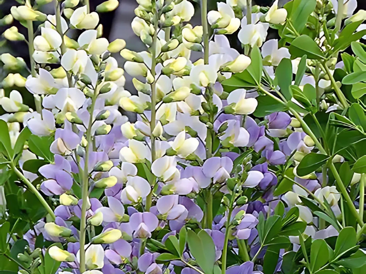 10/15/38 Baptisia Lunar Eclipse False Indigo Landscape Plant: 10 Baptisia 'Lunar Eclipse'