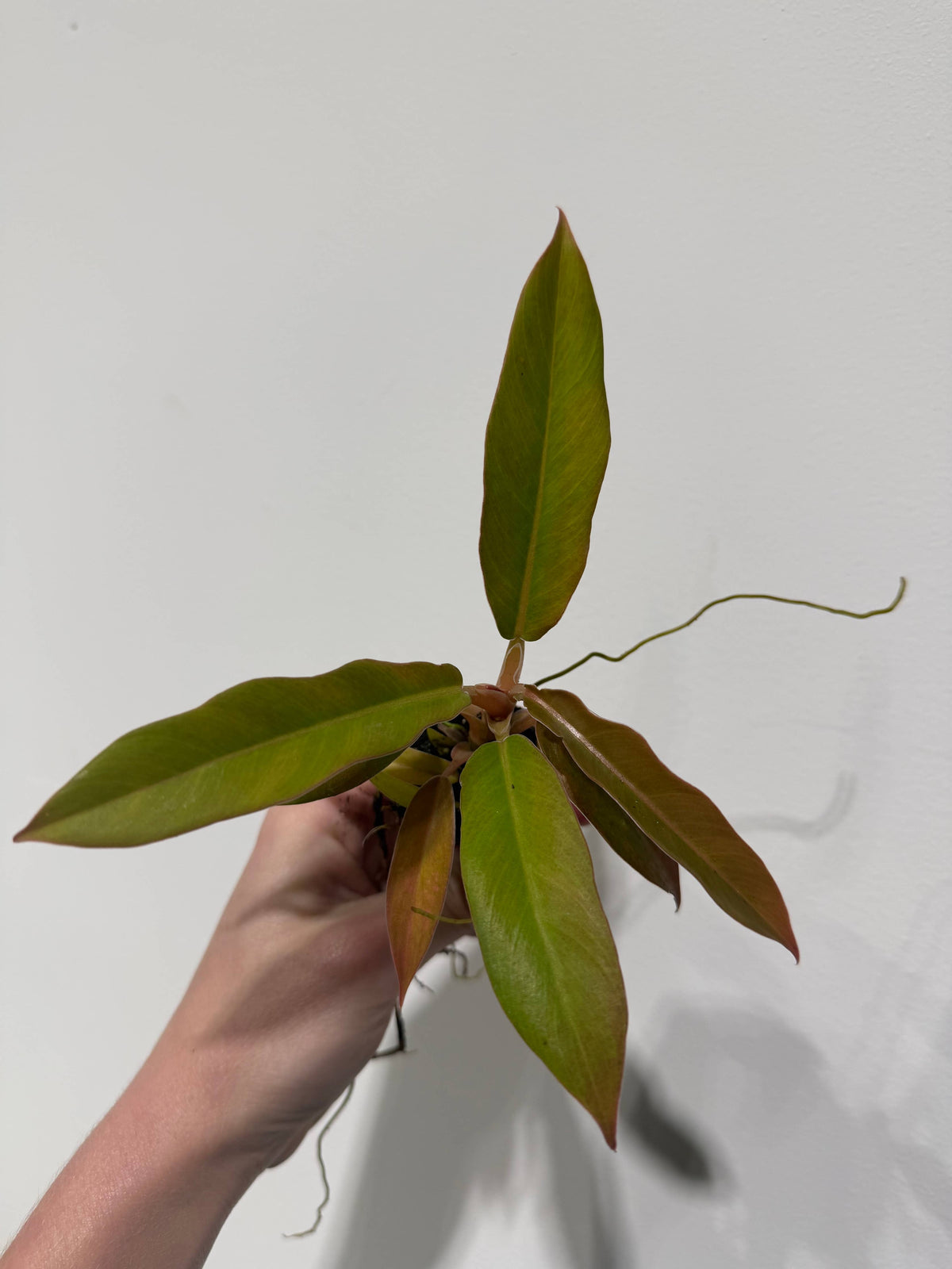 Philodendron Narrow. Starter plant. : Yes. Please pot them in a 3 inch pot.
