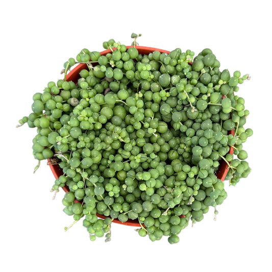 String of Pearls: 4 inch